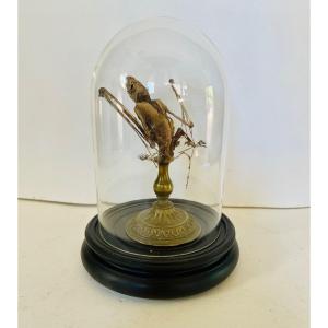 Mummified Bat